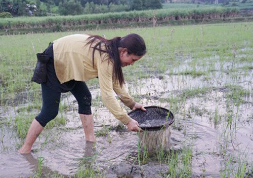 quang ngai: nhin thi ghe nhung la dac san chi danh dai khach quy hinh anh 7