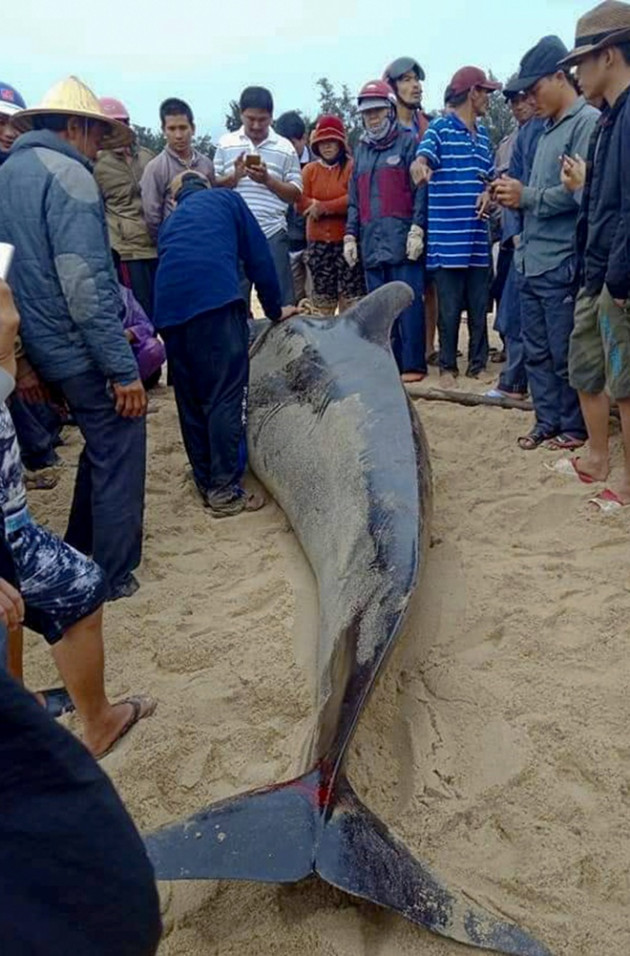 quang ngai: no luc giai cuu ca "ong chuong" nang 500kg bat thanh hinh anh 2