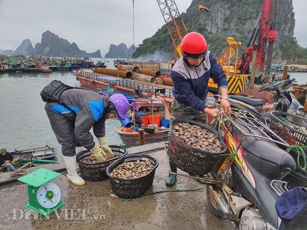 quang ninh: dan nuoi ngao, hau nin tho cho het dich virus corona hinh anh 5