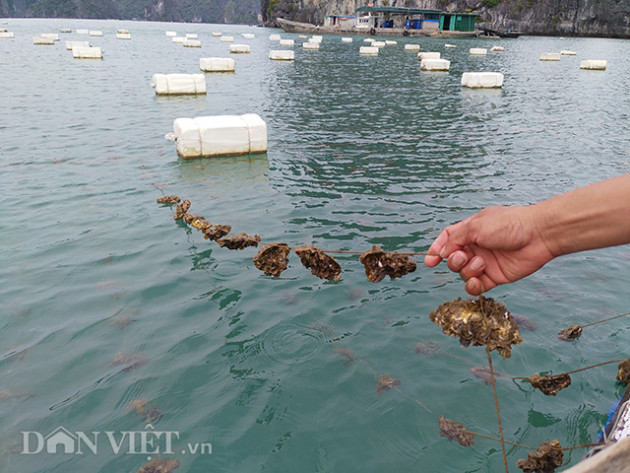 quang ninh: dan nuoi ngao, hau nin tho cho het dich virus corona hinh anh 6