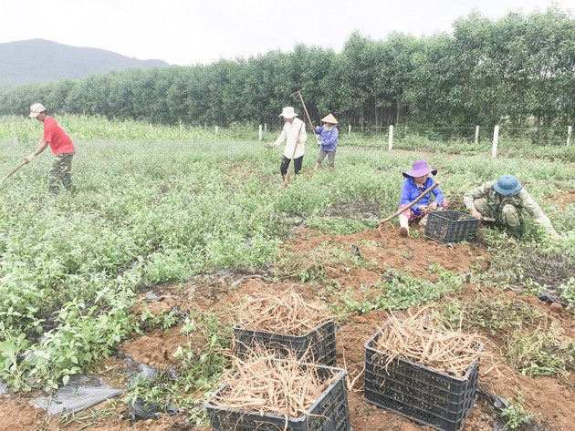 Quảng Trị: Trồng sâm "tiến vua", đào lên được bao nhiêu là củ to