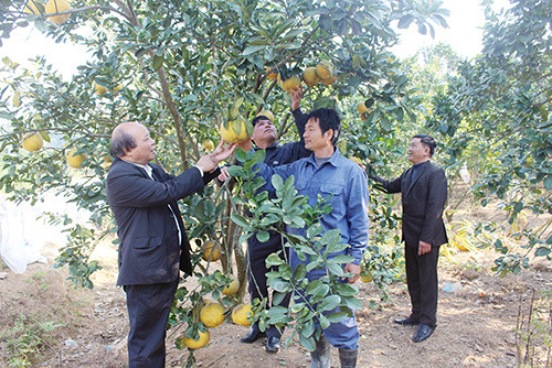 Quỹ Hỗ trợ nông dân giúp hàng ngàn nông dân Phú Thọ có vốn làm ăn