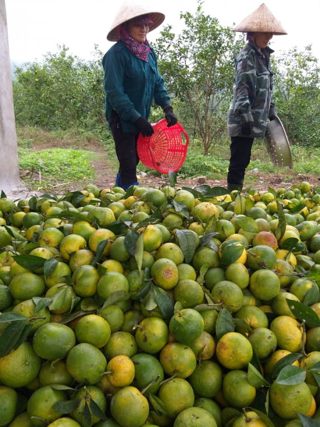 quyt dac san nghe an rot gia the tham, thuong lai di dau mat hut hinh anh 1