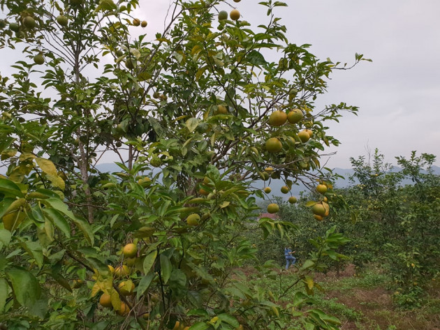 quyt dac san nghe an rot gia the tham, thuong lai di dau mat hut hinh anh 4