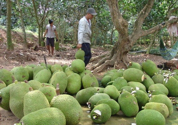 ram ro trong mit thai sieu som: du cam xau ve thi truong hinh anh 2