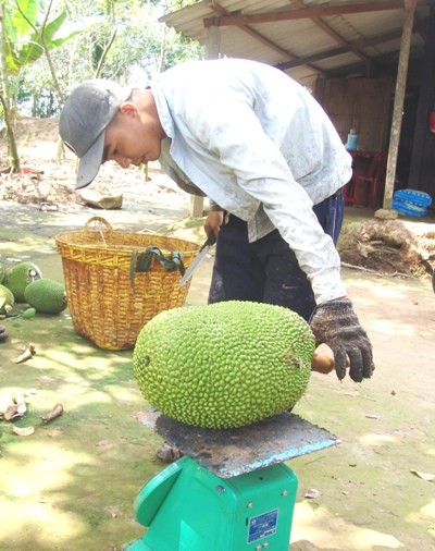 ram ro trong mit thai sieu som: du cam xau ve thi truong hinh anh 3