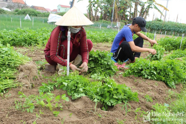 Rau cần khô bán tại ruộng 12.000 đồng/kg, 1 sào bỏ túi 3-3,6 triệu