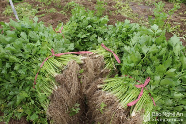 rau can kho ban tai ruong 12.000 dong/kg, 1 sao bo tui 3-3,6 trieu hinh anh 2