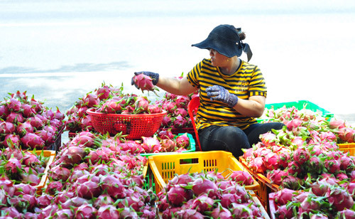 Rau củ, thủy sản xuất sang Trung Quốc vẫn “mắc cạn”