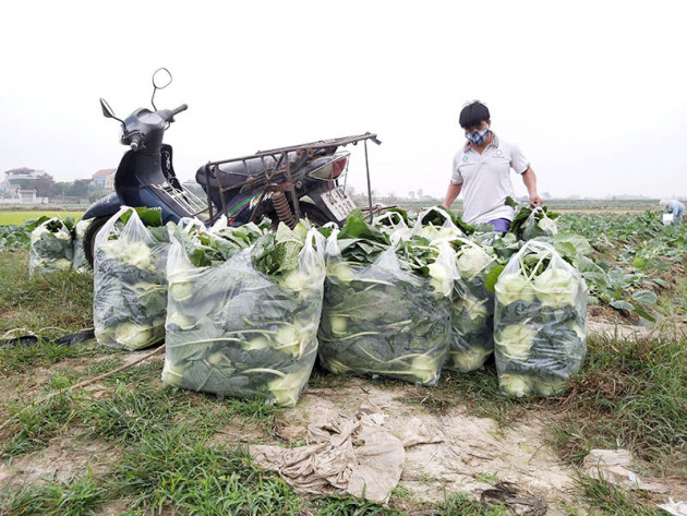 rau xanh tang gia vu vu, thuong lai ra tan ruong tranh nhau mua hinh anh 2