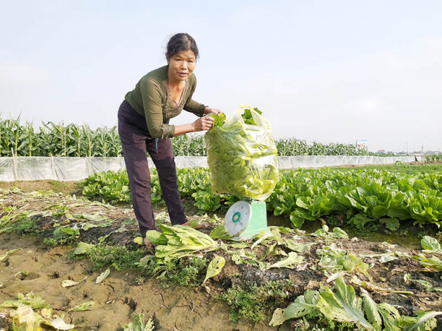 rau xanh tang gia vu vu, thuong lai ra tan ruong tranh nhau mua hinh anh 5