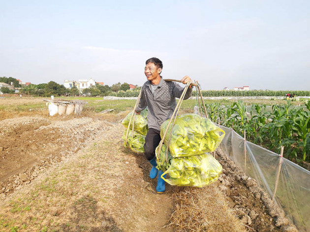 rau xanh tang gia vu vu, thuong lai ra tan ruong tranh nhau mua hinh anh 6