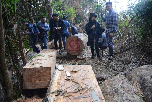 rung lim gia o quang nam bi tan sat: co su cau ket voi lam tac? hinh anh 2