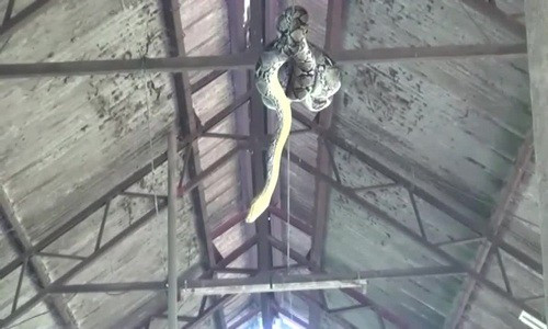 Rùng mình cảnh trăn 3,5 mét đu trên xà ngang rình bắt đàn lợn