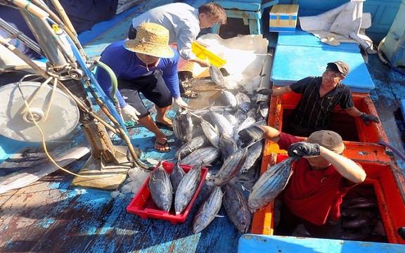 "Săn" cá ngừ sọc dưa bằng lưới rê, 1 chuyến biển lãi gần trăm triệu