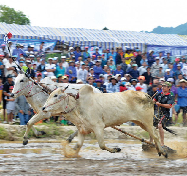 Săn cua thuốc trên núi Cấm, huấn luyện bò đua nhanh ở An Giang