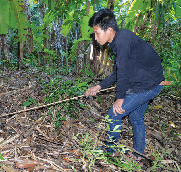 san cua thuoc tren nui cam, huan luyen bo dua nhanh o an giang hinh anh 3