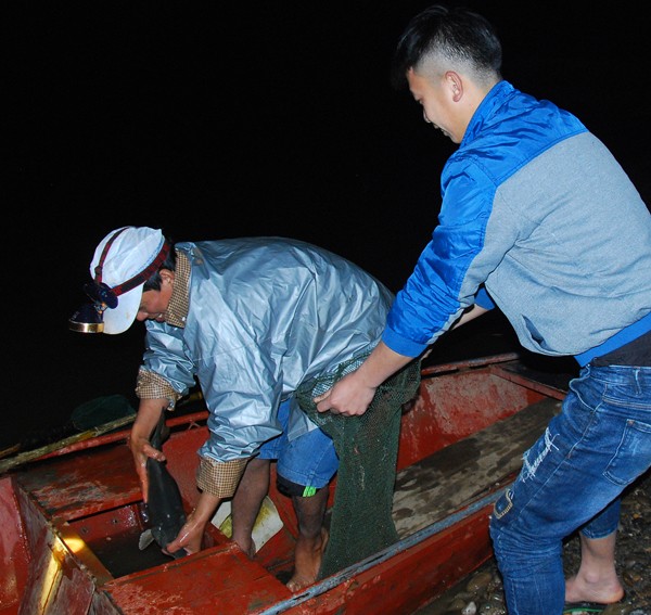 Săn "quý ngư" bạc triệu nơi con sông Hồng chảy vào đất Việt