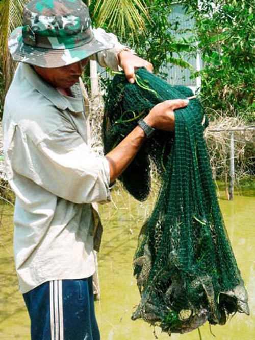 "Sát thủ" cá dọn bể/cá Ma xuất hiện, cá nào cũng sợ khiếp vía