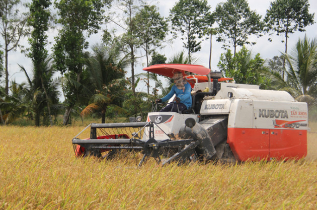 sau lenh tam dung xuat khau gao: gia lua giam khoang 200 dong/kg hinh anh 1