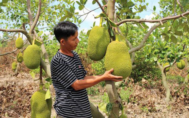 Sau mít, thanh long, tới lượt giá xoài "chìm nghỉm" vì virus Corona