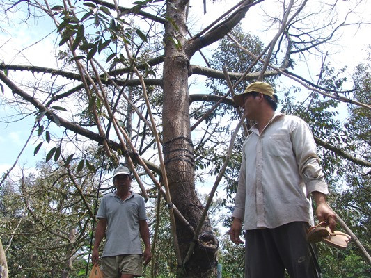 sau rieng heo hon vi han man, tien giang cap hang nghin khoi nuoc mien phi hinh anh 3