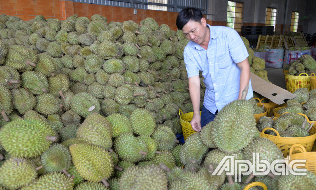 Sầu riêng tăng lên 40.000 đồng/kg, thương lái vẫn e dè thu mua