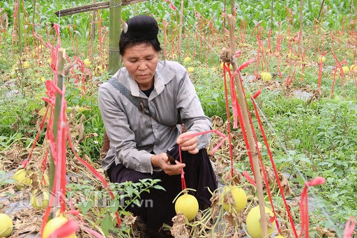 Sơn La: Lạ, vườn dưa lê chết khô, trái vẫn treo lủng lẳng vàng tươi