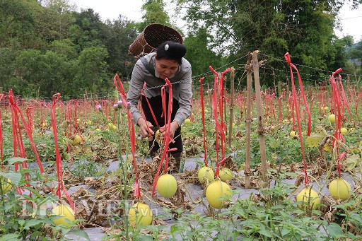 son la: la, vuon dua le chet kho, trai van treo lung lang vang tuoi hinh anh 2