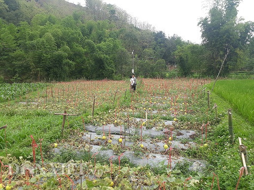 son la: la, vuon dua le chet kho, trai van treo lung lang vang tuoi hinh anh 3