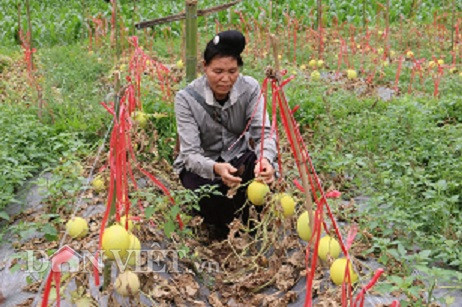 son la: la, vuon dua le chet kho, trai van treo lung lang vang tuoi hinh anh 4