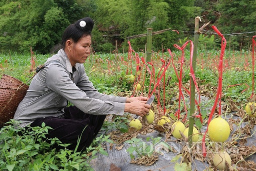 son la: la, vuon dua le chet kho, trai van treo lung lang vang tuoi hinh anh 6