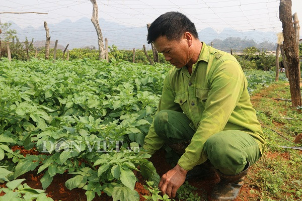 Sơn La: Nắng chang chang, khoai tây trồng ở đây vẫn tốt ngùn ngụt