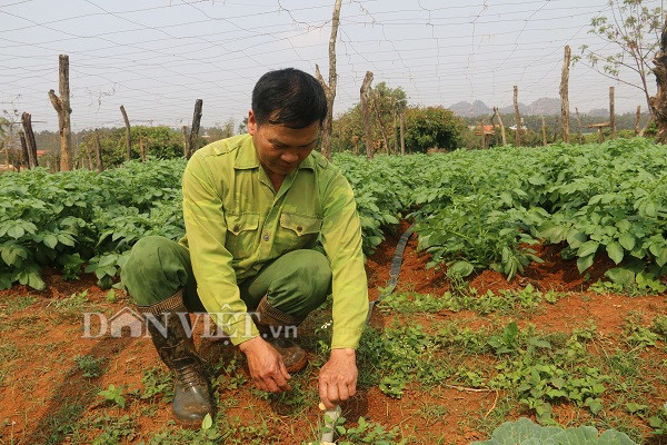 son la: nang chang chang, khoai tay trong o day van tot ngun ngut hinh anh 2