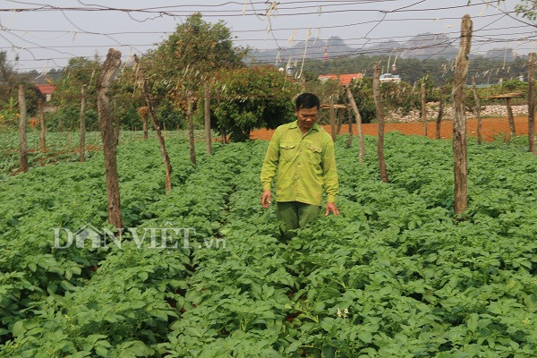 son la: nang chang chang, khoai tay trong o day van tot ngun ngut hinh anh 3