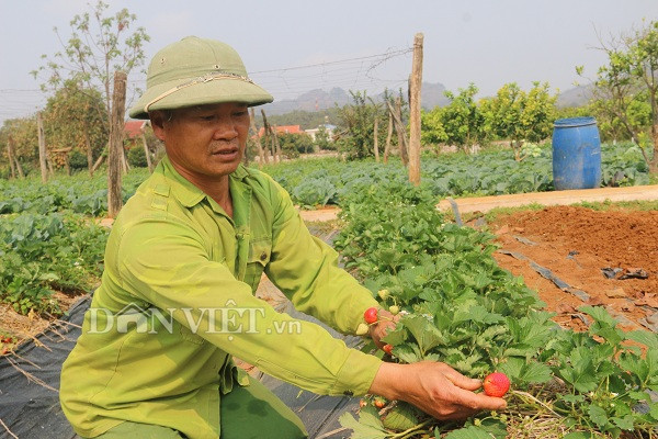 son la: nang chang chang, khoai tay trong o day van tot ngun ngut hinh anh 4