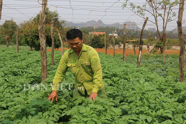 son la: nang chang chang, khoai tay trong o day van tot ngun ngut hinh anh 5