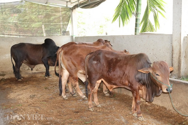 son la: nuoi ca tram con trau, bo, vo beo roi ban, kiem 200 trieu/nam hinh anh 2