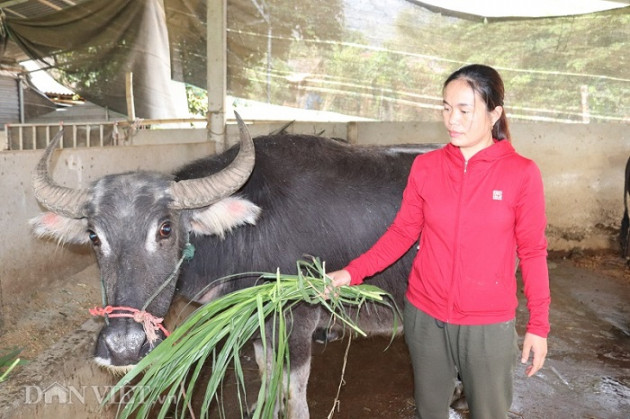 son la: nuoi ca tram con trau, bo, vo beo roi ban, kiem 200 trieu/nam hinh anh 3