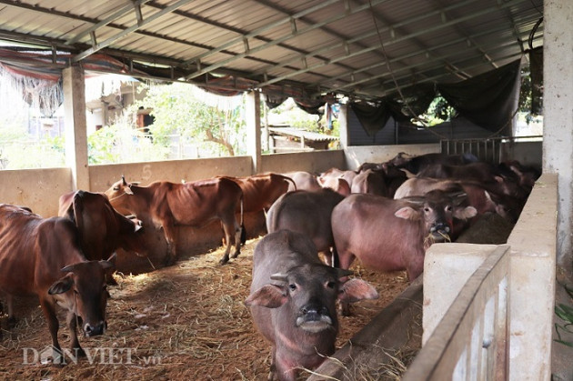 son la: nuoi ca tram con trau, bo, vo beo roi ban, kiem 200 trieu/nam hinh anh 4