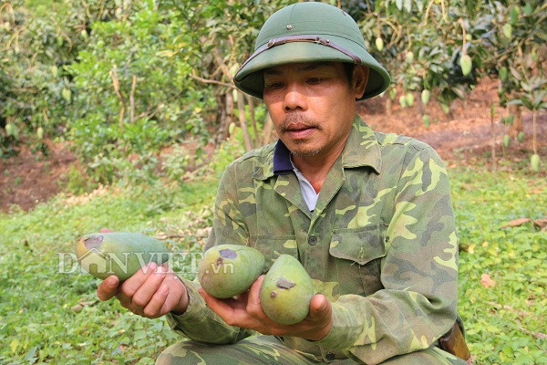 Sơn La: Sau mưa đá, xoài Yên Châu trái ít lại còn xấu, dân lo đói1