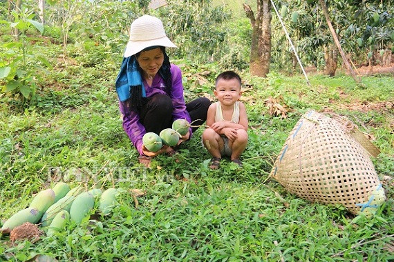 son la: sau mua da, xoai yen chau trai it lai con xau, dan lo doi hinh anh 2