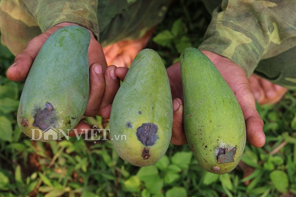 son la: sau mua da, xoai yen chau trai it lai con xau, dan lo doi hinh anh 6