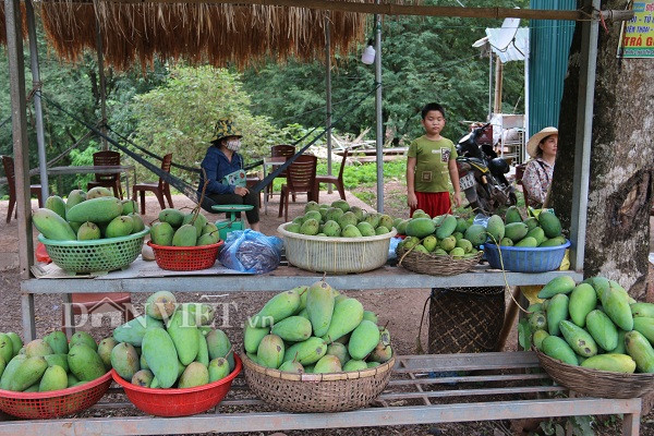 son la: sau mua da, xoai yen chau trai it lai con xau, dan lo doi hinh anh 7