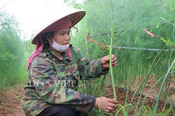 son la: trong "rau hoang de" o dat nui, cu sang ra la co vai tram ngan hinh anh 3