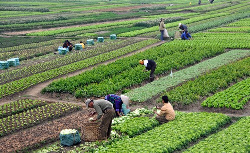 su hao, cu cai bi nho vut di: se rut kinh nghiem du bao san luong hinh anh 2