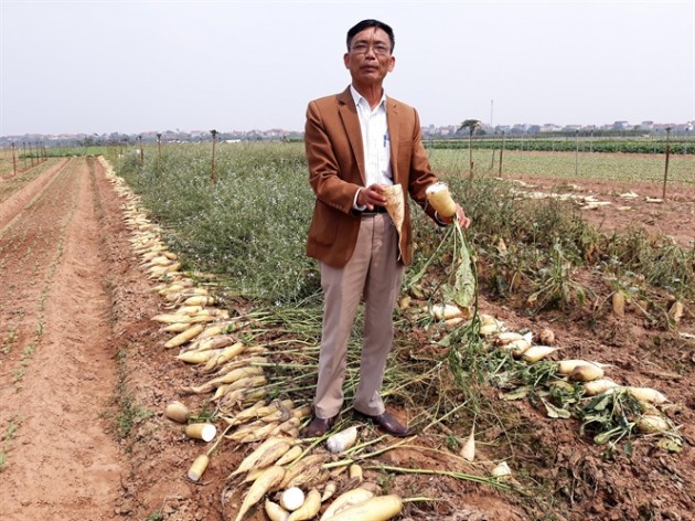 Sự thật về chuyện giá rau siêu rẻ, "cho không ai thèm lấy"