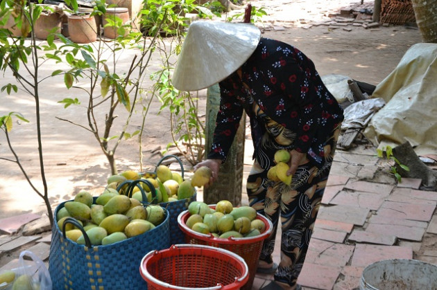 Tả tơi vì giá xoài "rơi", cá, ốc ăn xoài ế hoài cũng phát ngán