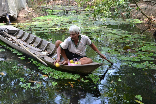 ta toi vi gia xoai "roi", ca, oc an xoai e hoai cung phat ngan hinh anh 2