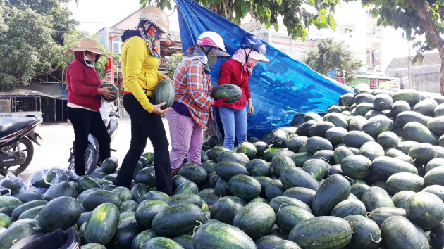 tac khong tieu thu duoc dua hau, nong dan binh dinh tu di tiep thi hinh anh 4